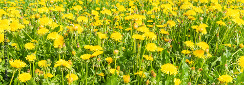 Natural floral panoramic background - meadow with yellow dandelions
