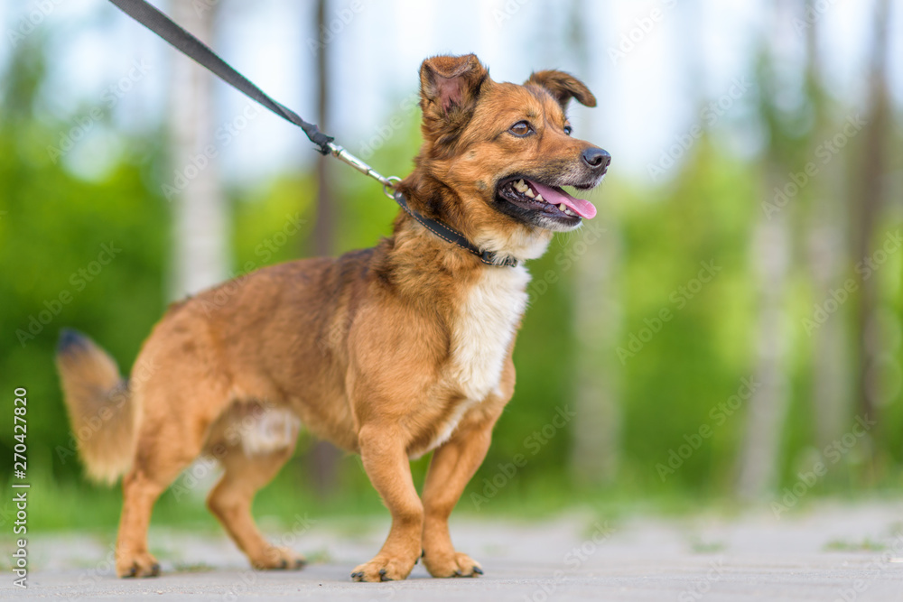Beautiful dog on a leash posing outdoors. Beautiful dog on a leash posing outdoors.