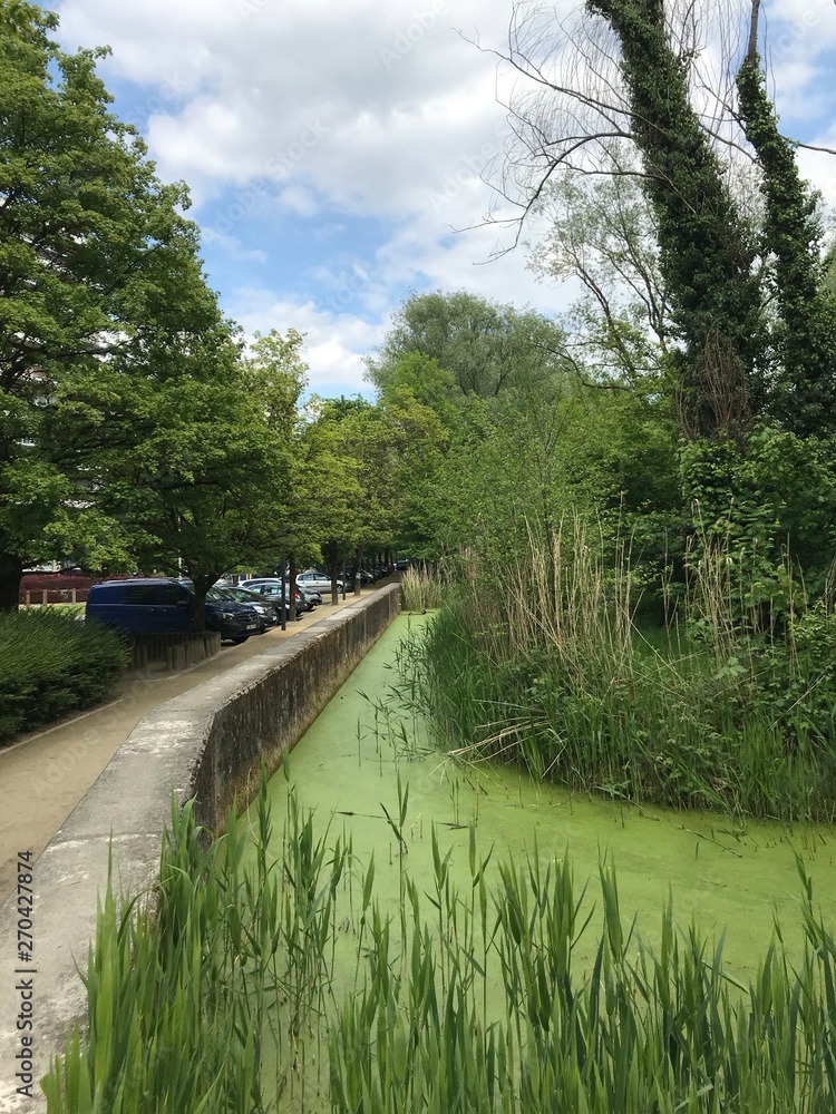 Le Watermaelbeek couvert de micro-organismes vert entre un mur en béton et la nature luxuriante du parc de la Héronnière à Watermael-Boitsfort 