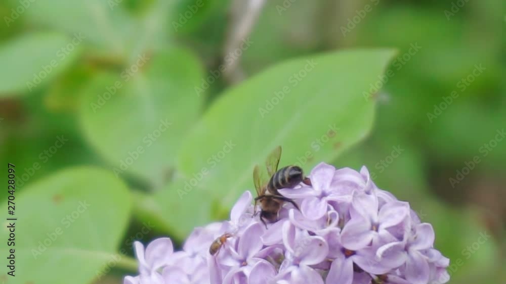 summer time.bee on a big flower.insect bee pollinating a flower.close-up.macro shoot.shallow depth of field summer time.bee on a big flower.insect bee pollinating a flower.close-up.macro shoot.shallow depth of field