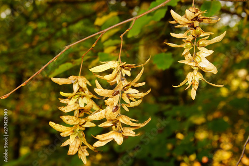reife braune Samen der Hainbuche im Herbst