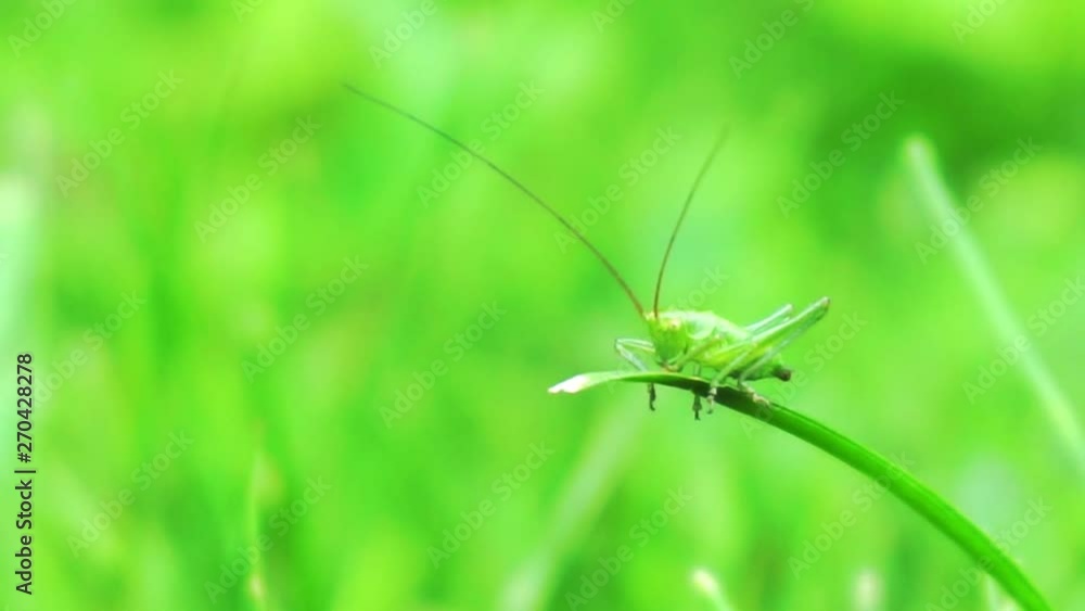 summer time.small green grasshopper sits on a blade of grass.close-up.macro shooting.shallow depth of field.summer screensaver for your design. summer time.small green grasshopper sits on a blade of grass.close-up.macro shooting.shallow depth of field.summer screensaver for your design.