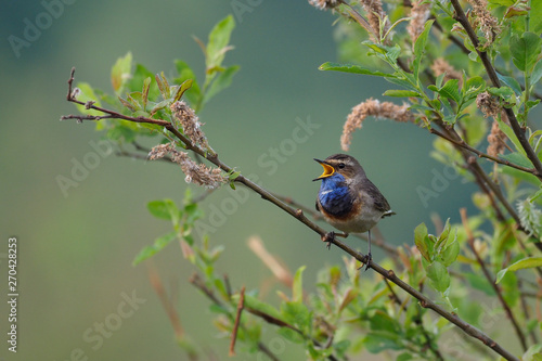 Blaukehlchen