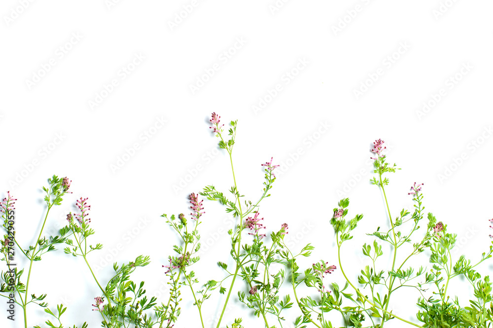 flowers on white background flowers on white background