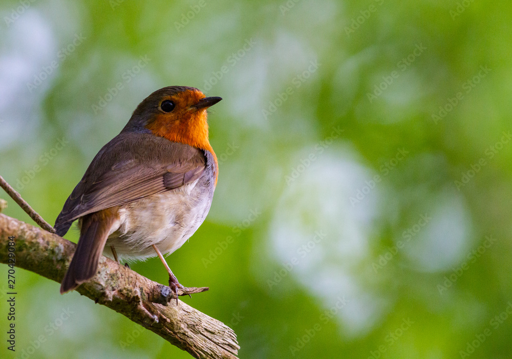 little Red robin bird perched on a tree branch, green summer foliage blur  background Stock Photo | Adobe Stock