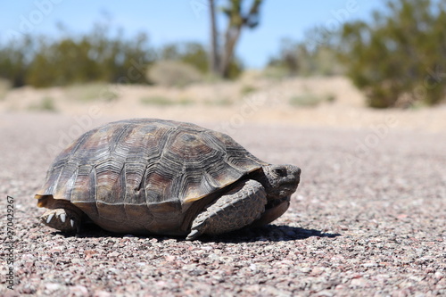 Tortue du désert , désert Mojave , Californie photo