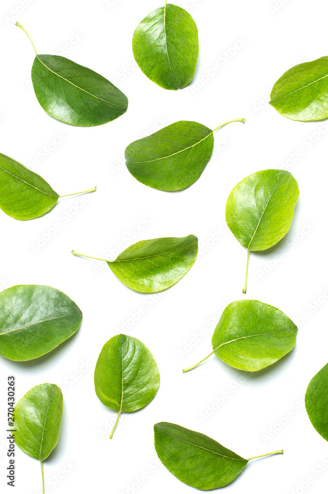 green leaves on white background green leaves on white background