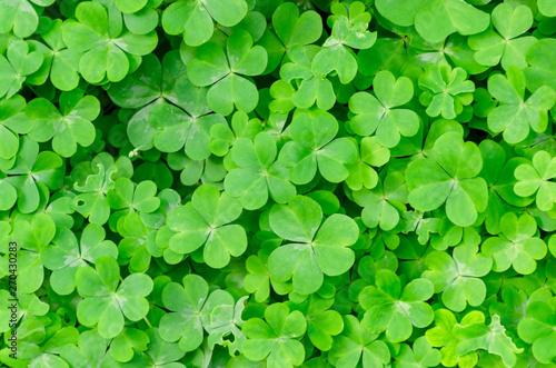 clover leafs natural background