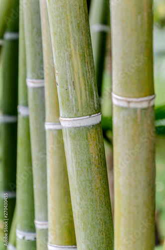 Bamboo stalk detail