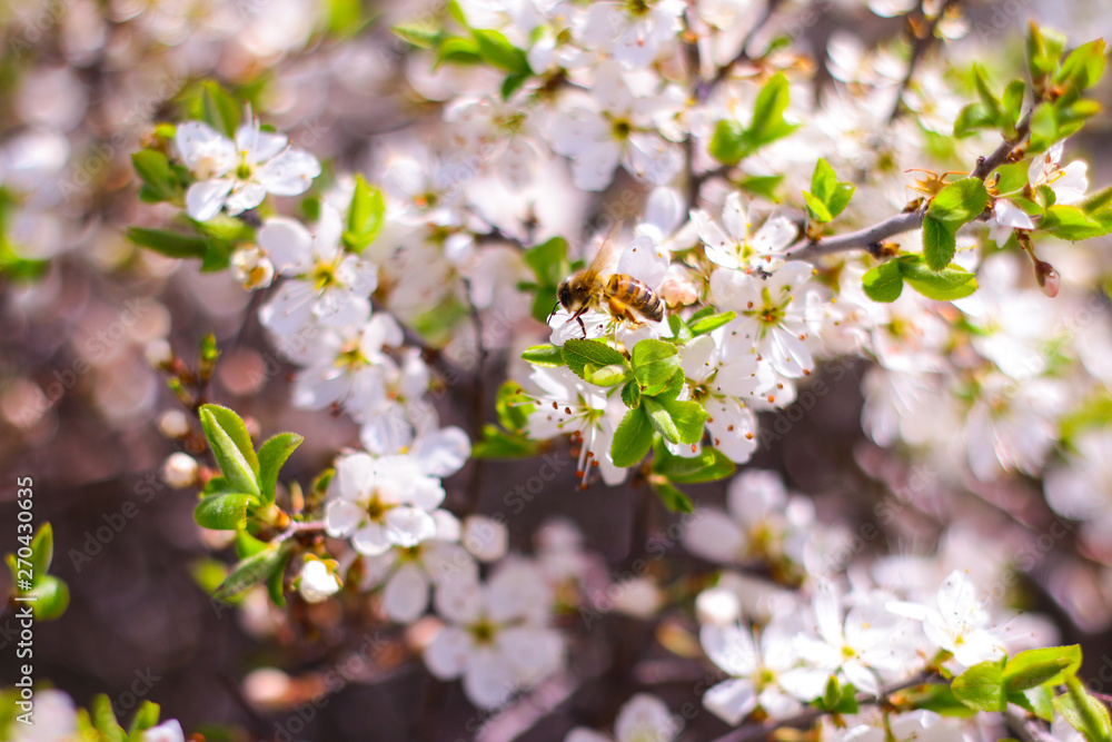 Cherry tree white flowers macro. Blossoming cherry tree branch. Cherry tree white flowers macro. Blossoming cherry tree branch.