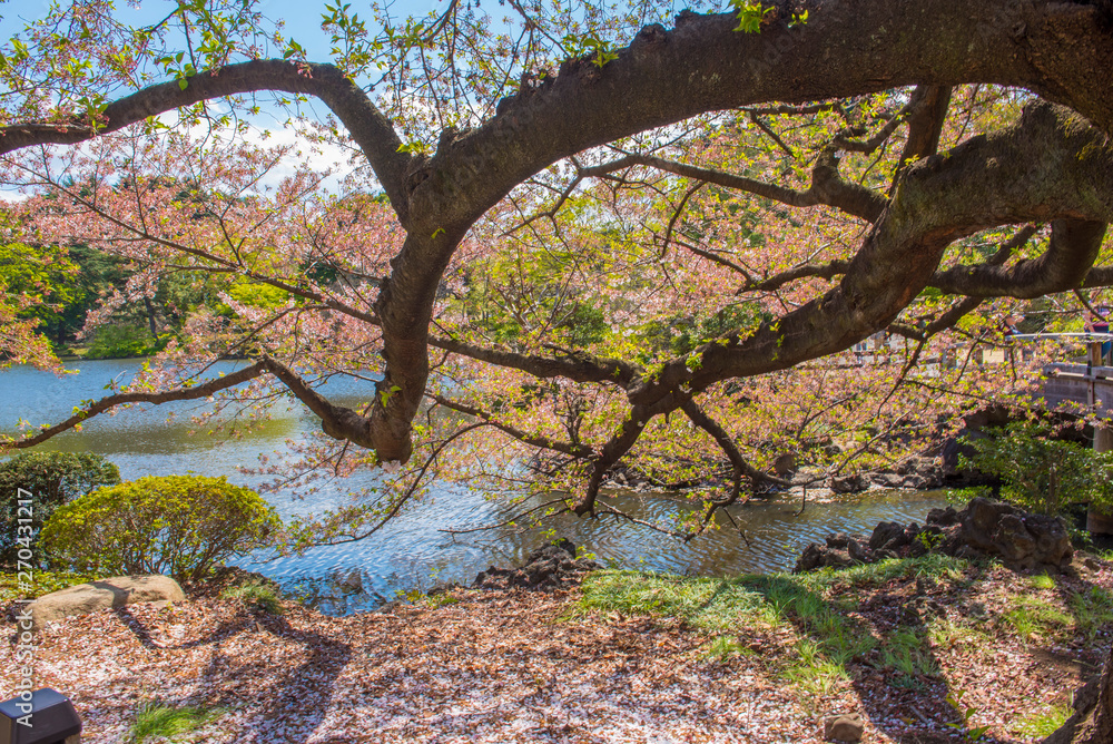 Beautiful Tree in Japan Beautiful Tree in Japan