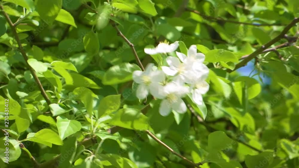 Apple tree branches full of blossoming flowers Apple tree branches full of blossoming flowers
