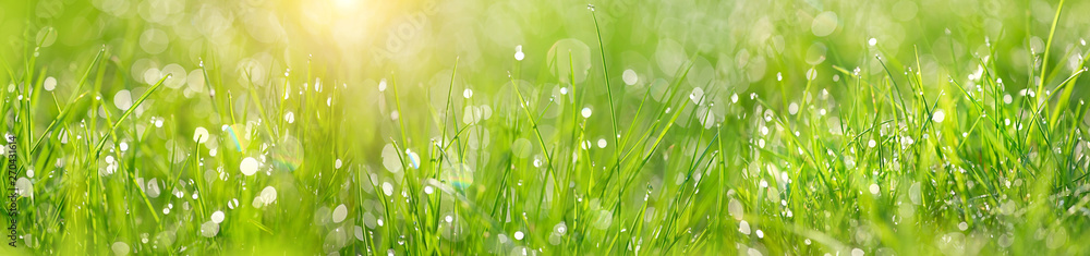 Green grass abstract blurred background. beautiful juicy young grass in sunlight rays. green leaf macro. Bright fresh Summer or spring nature background. Panoramic banner. copy space