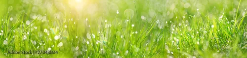 Obraz  z motywem Beautiful green grass texture, abstract blurred natural background. meadow grass with drops dew close up. artistic image of purity freshness nature. ecology, save earth concept. banner
