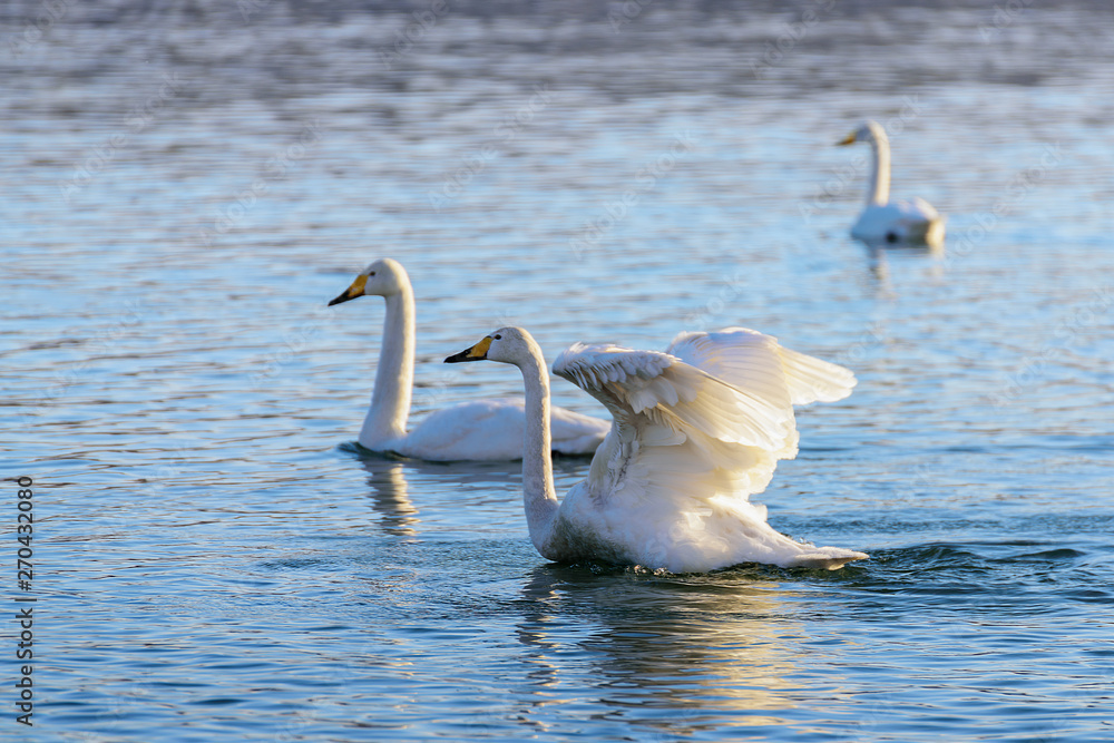 white swans in winter on a non-freezing river on a Sunny day white swans in winter on a non-freezing river on a Sunny day