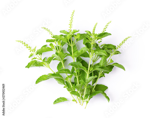 Holy Basil Ocimum sanctum isolate on white background. top view