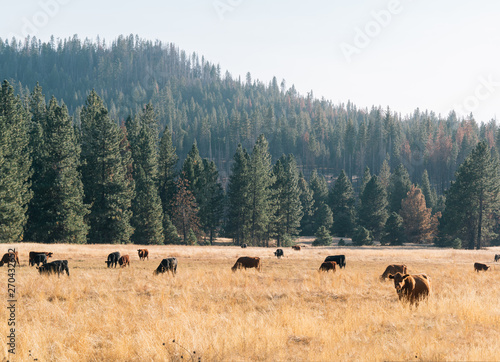 American brown cows in the plains with a pine forest behind