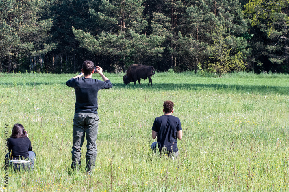 Tourists on a tour photograph a bison in the morning with the fog in the meadow of the primeval bialowieza forest. Ecouturism for naturalistic photography and sighting of wildlife Tourists on a tour photograph a bison in the morning with the fog in the meadow of the primeval bialowieza forest. Ecouturism for naturalistic photography and sighting of wildlife