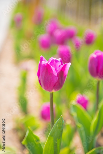 tulips in the garden