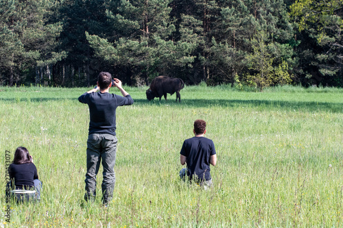 Tourists on a tour photograph a bison in the morning with the fog in the meadow of the primeval bialowieza forest. Ecouturism for naturalistic photography and sighting of wildlife
