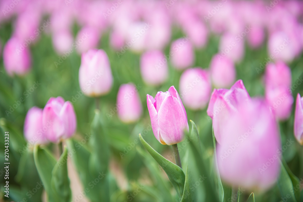 pink tulips in the garden