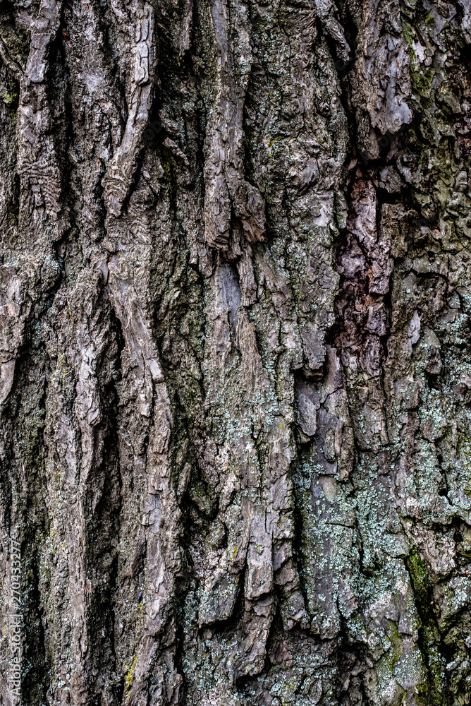 Old bark of linden Old bark of linden