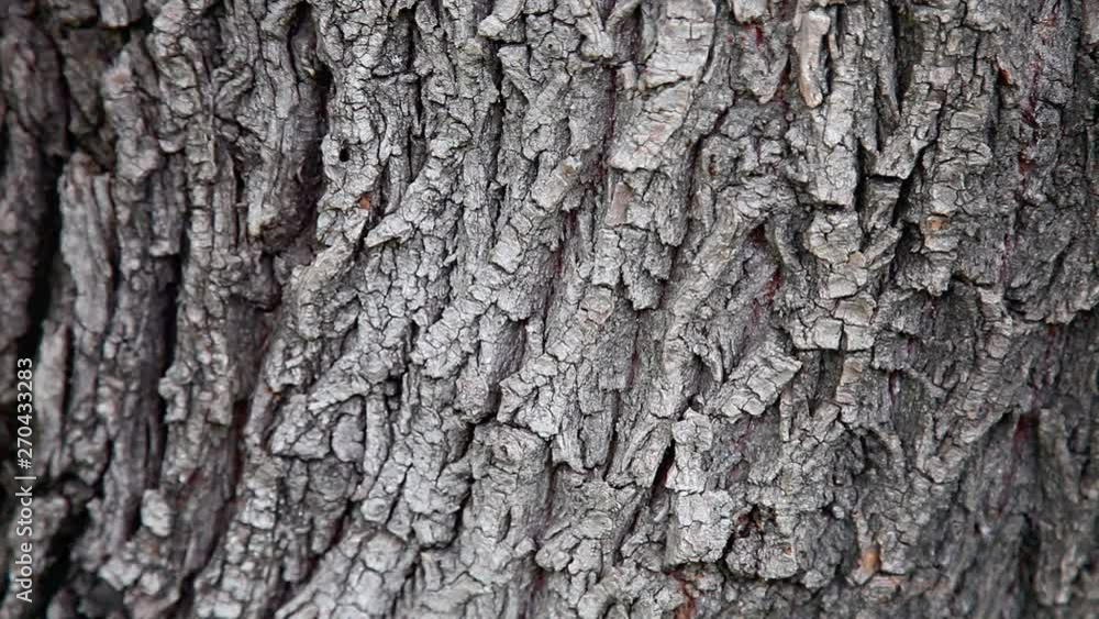 Tree detail in nature Tree detail in nature