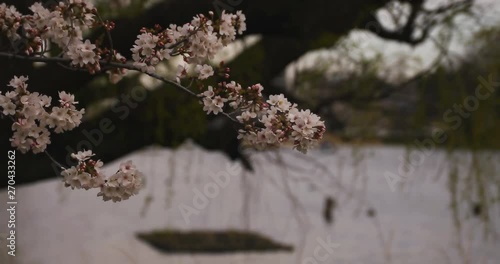 Cherry blossom at the park daytime cloudy photo