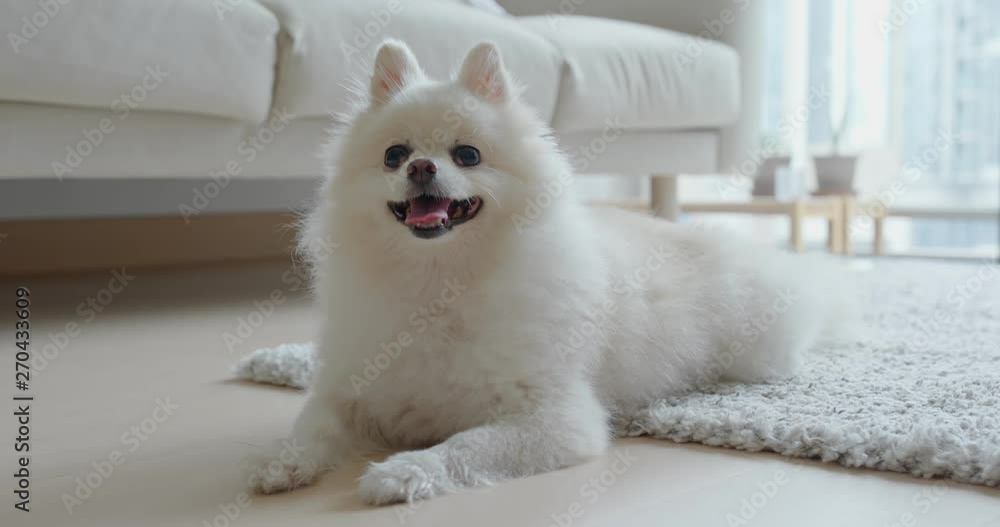 White pomeranian dog at home White pomeranian dog at home