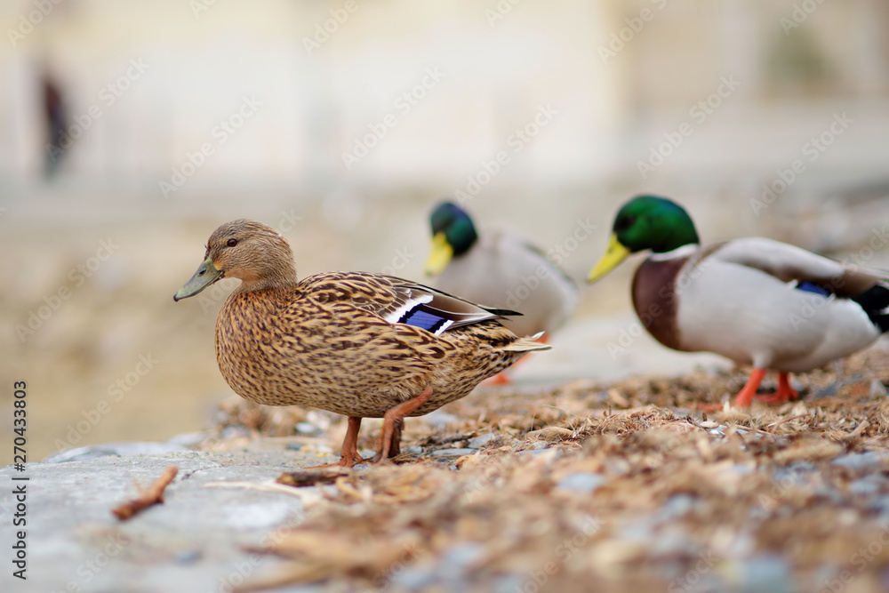 Ducks in small marina of Vernazza, one of the five centuries-old villages of Cinque Terre, located on rugged northwest coast of Italian Riviera. Ducks in small marina of Vernazza, one of the five centuries-old villages of Cinque Terre, located on rugged northwest coast of Italian Riviera.