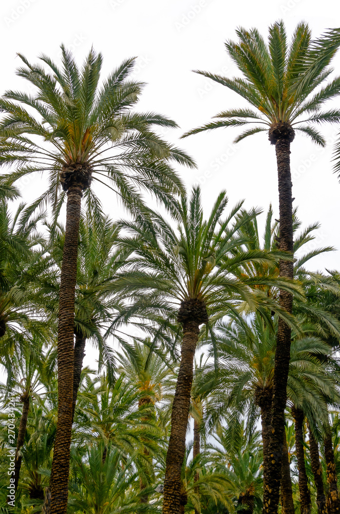 Palm trees isolated on white