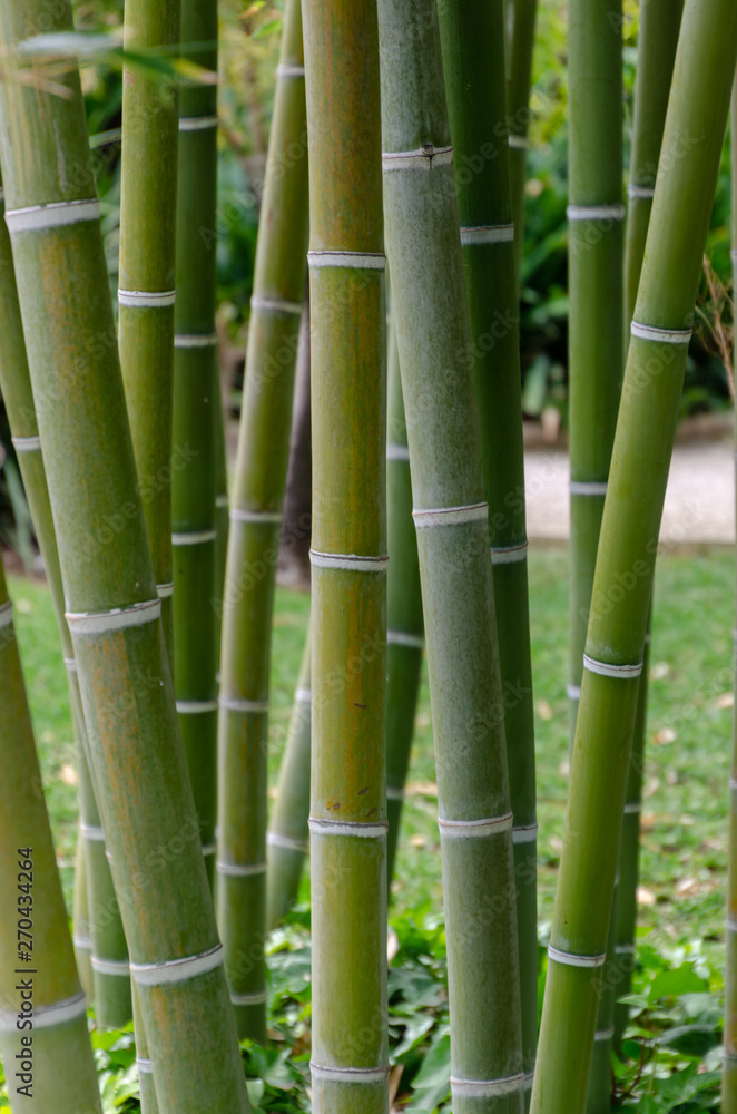 Bamboo stalk on a garden Bamboo stalk on a garden