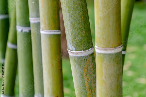 Bamboo stalk background