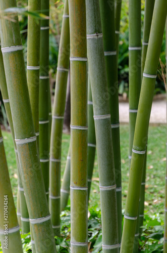 Fototapeta Naklejka Na Ścianę i Meble -  Bamboo stalk on a garden