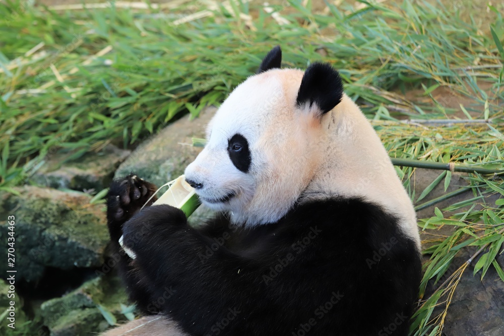 Naklejka premium ジャイアントパンダ