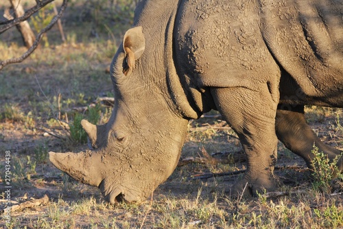 oiseau piqueboeuf sur un hippopotame en Afrique du Sud photo