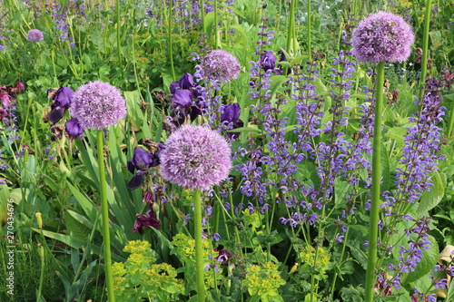 Fototapeta Naklejka Na Ścianę i Meble -  Gartengestaltung, violettes Gartenbeet mit Zierlauch
