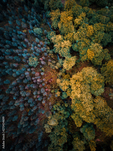 foto de bosque hecha con dron pro