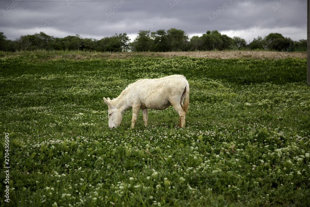 Obraz premium Donkeys on farm