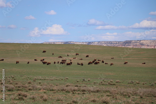 Troupeau de bisons en liberté © jerome33980