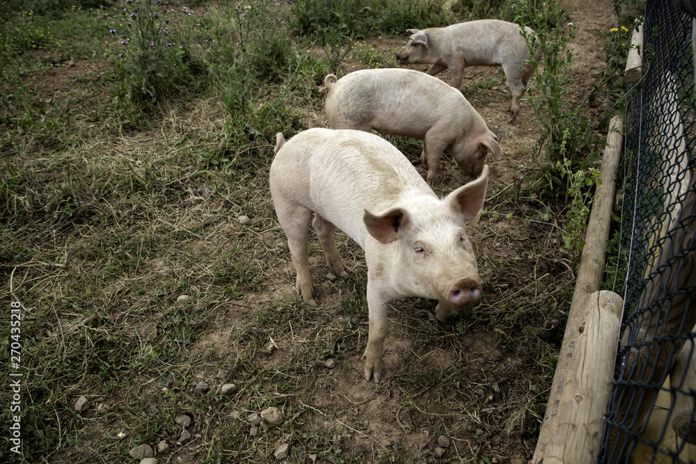 Fototapeta premium Pigs on farm