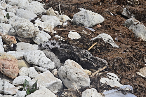 a dead bird on the seashore, plastic waste lies near it, the problem of ecology of the 21st century is the extinction of birds due to pollution of the oceans and seas. plastic enters the food chain