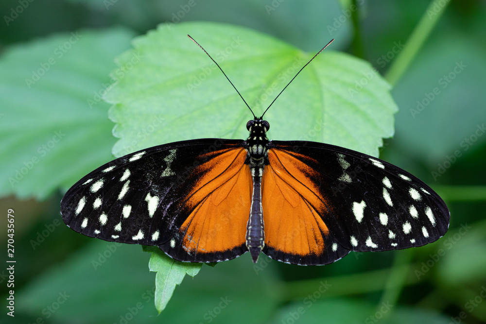 Naklejka premium Golden longwing, Heliconius hecale