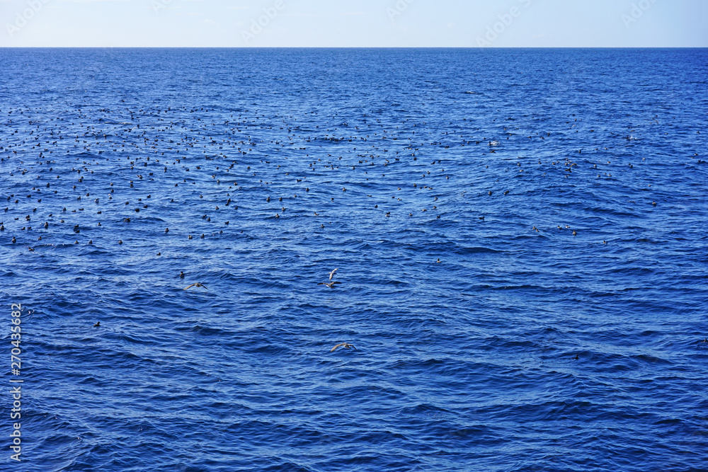 Giant flock of birds feeding at the surface of the ocean with whales underneath in the Bay of Islands, New Zealand Giant flock of birds feeding at the surface of the ocean with whales underneath in the Bay of Islands, New Zealand