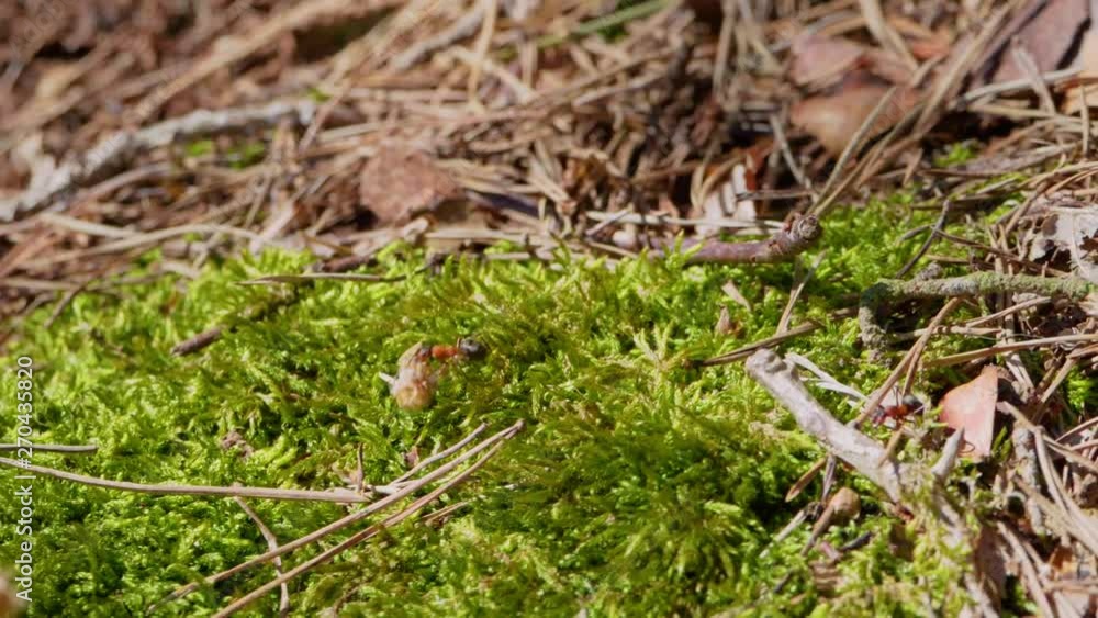 SLOW MOTION Of And Carrying A White Furry Item On Green Moss On Sunny Spring Day SLOW MOTION Of And Carrying A White Furry Item On Green Moss On Sunny Spring Day