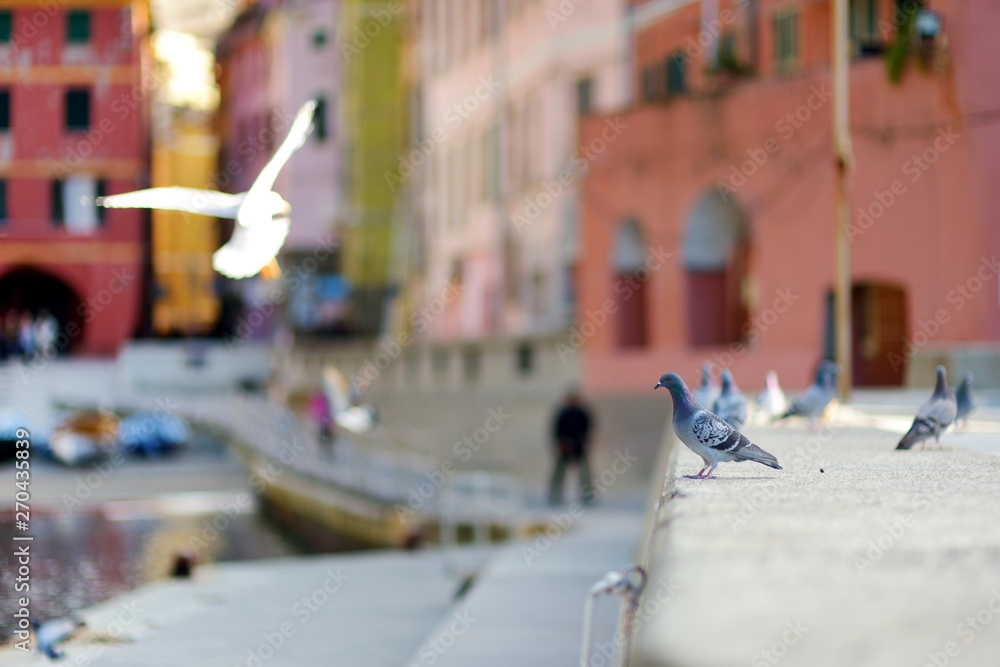 Obraz premium Pigeons and seagulls in small marina of Vernazza, one of the five centuries-old villages of Cinque Terre, located on rugged northwest coast of Italian Riviera.