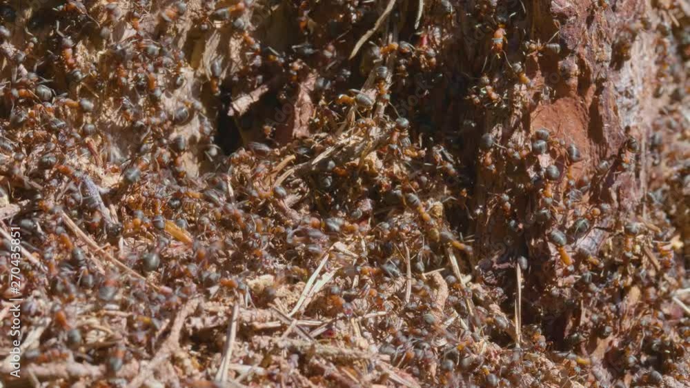 4K CLOSE UP Of Thousands Of Formica Rufa Ants On An Anthill In A Sunny Forest 4K CLOSE UP Of Thousands Of Formica Rufa Ants On An Anthill In A Sunny Forest