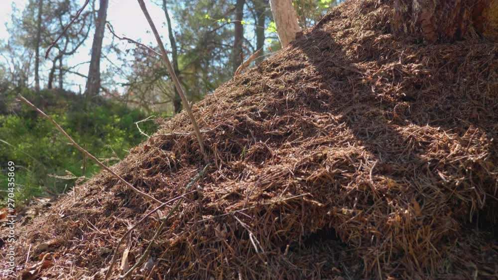 4K CRANE UP TILT DOWN SLOW MOTION Of Formica Rufa Anthill In A Sunny Spring Forest 4K CRANE UP TILT DOWN SLOW MOTION Of Formica Rufa Anthill In A Sunny Spring Forest