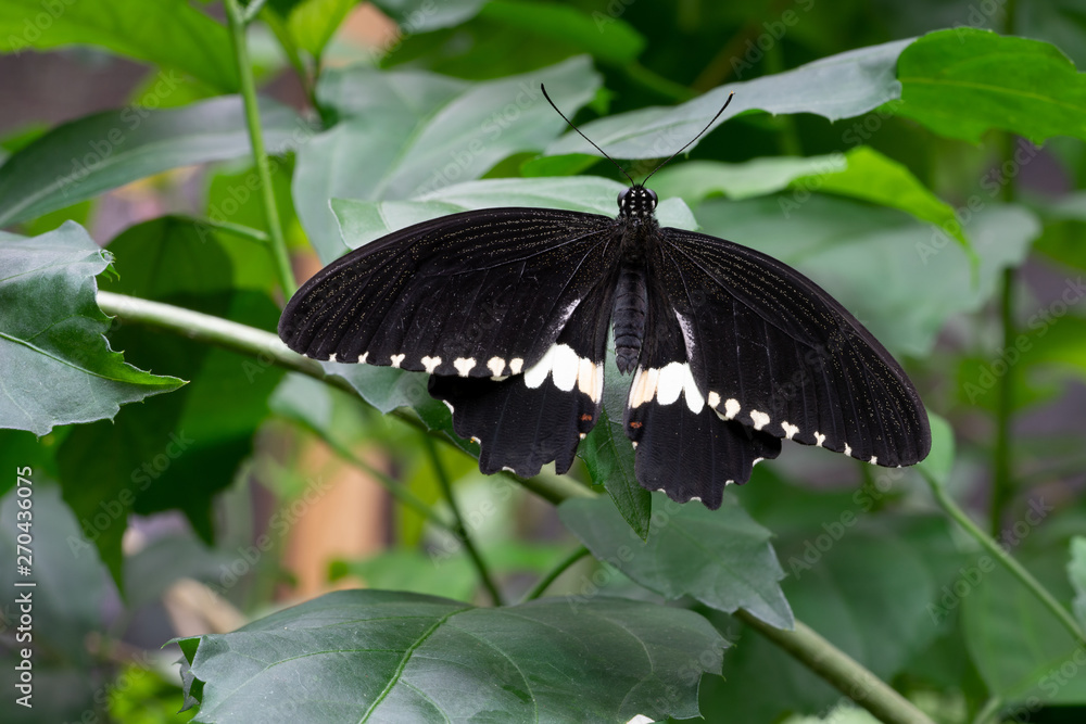 Fototapeta premium Common mormon, Papilio polytes