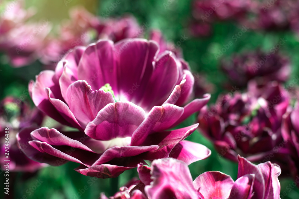 Violet tulip close up at spring field. Violet tulip close up at spring field.